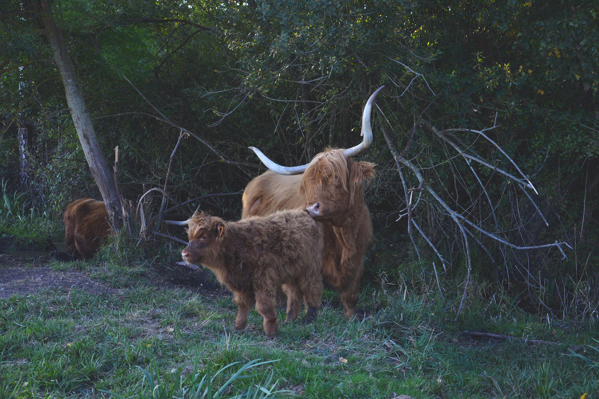 aire_food_vassiviere_voyage_ferme_highland_cattle_calf